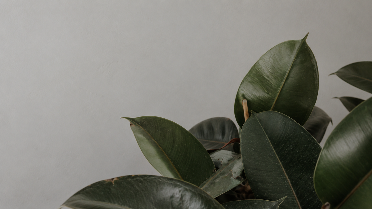 Dark green rubber plant leaves against a soft grey wall