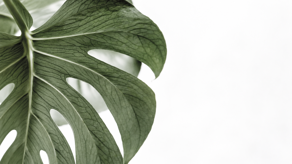 Monstera leaf against a white background