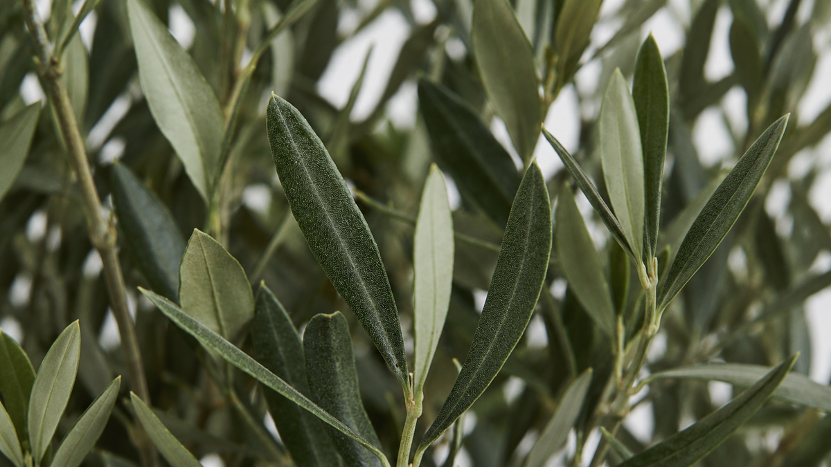Close-up of silvery-green olive tree leaves