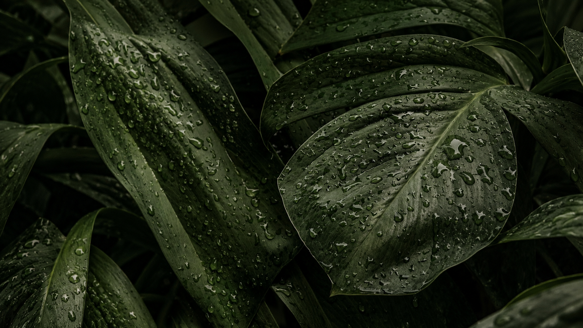 Raindrops on dark green tropical leaves