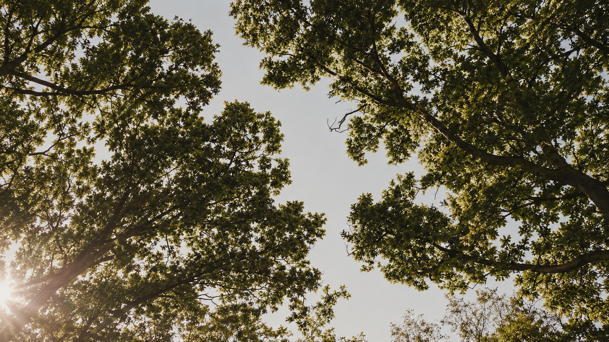 Looking up through a tree canopy into soft daylight