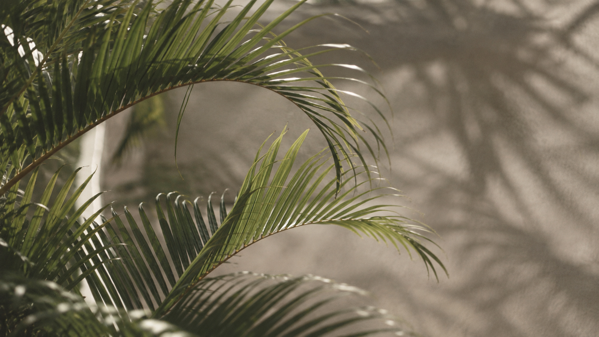 Palm fronds casting soft shadows on a warm stone wall