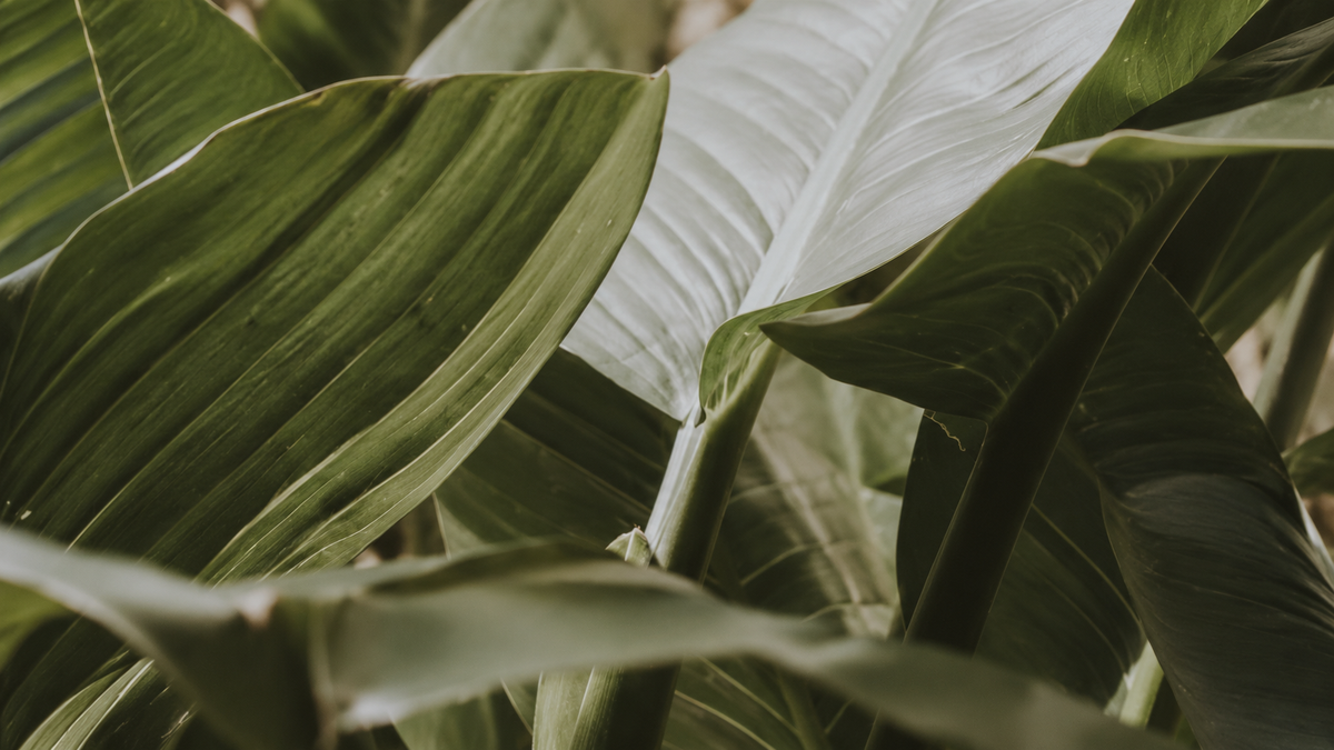 Large green and white tropical leaves in soft light