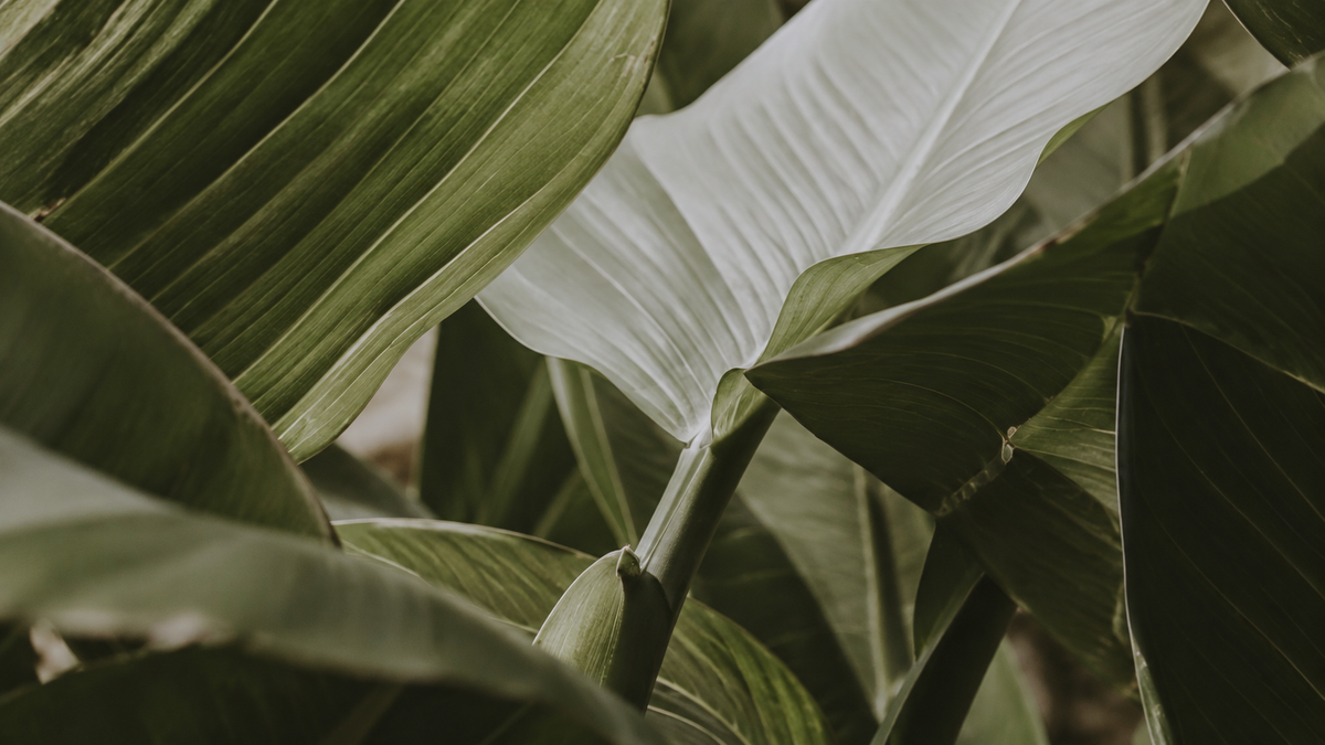 Layered green and pale tropical leaves