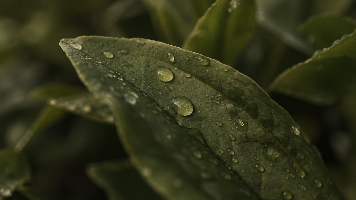 Water droplets on a green leaf